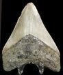 Serrated, Megalodon Tooth - North Carolina #48286-1